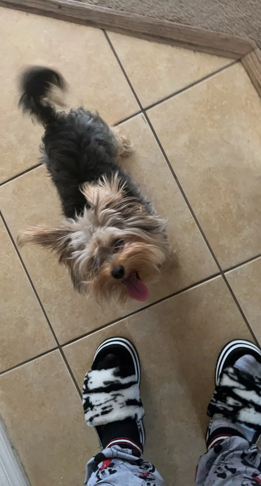 Lost dog in Wesley Chapel, FL, 33545