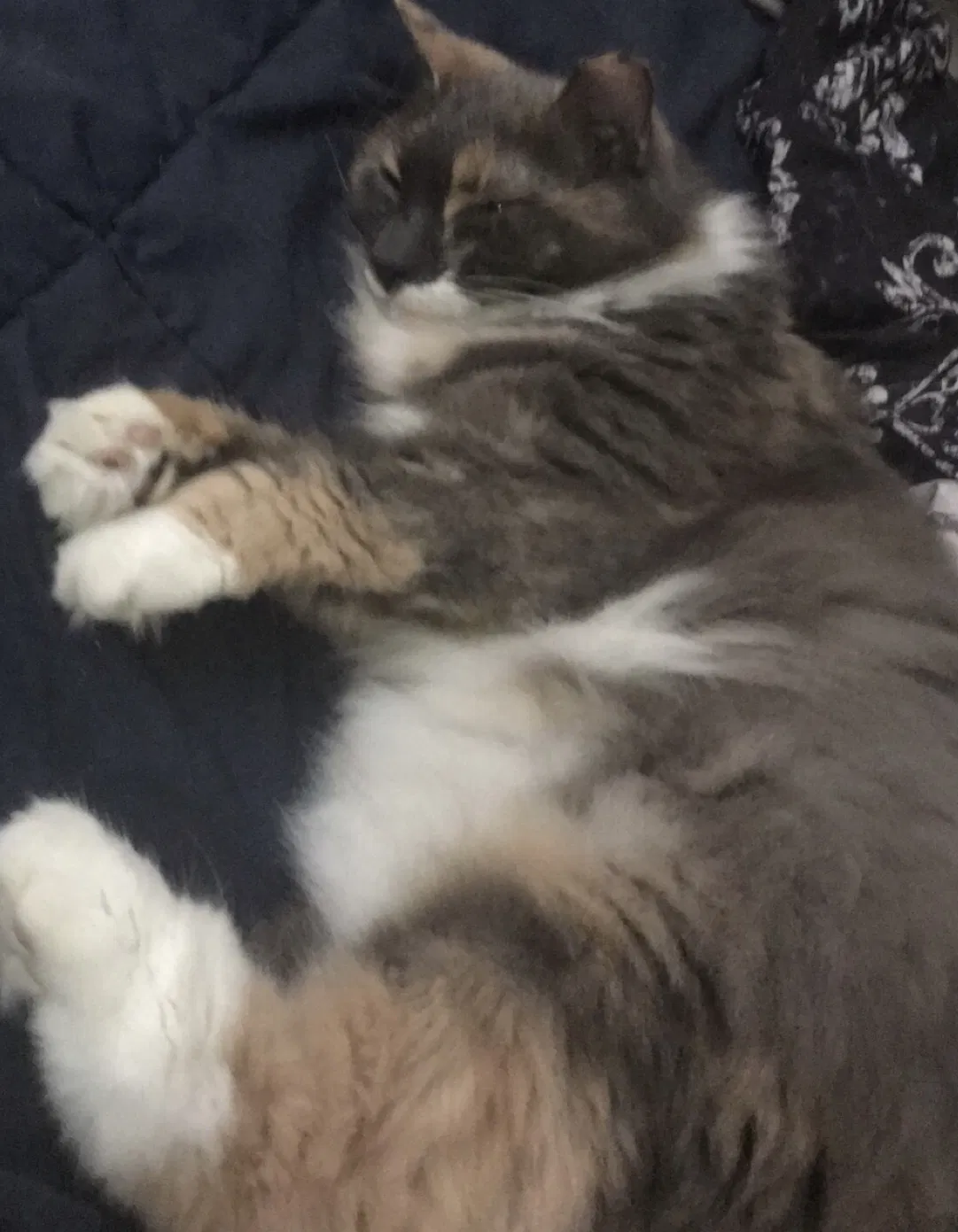 Lost cat in Glastonbury, CT, 6033