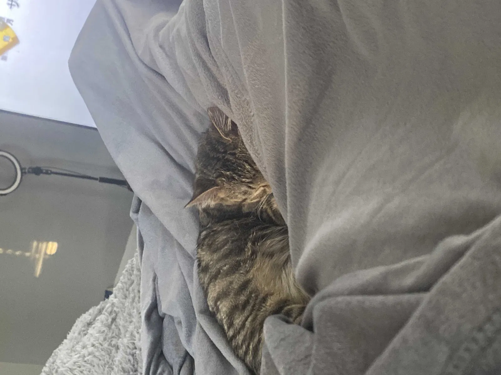Lost cat in Marietta, GA, 30067