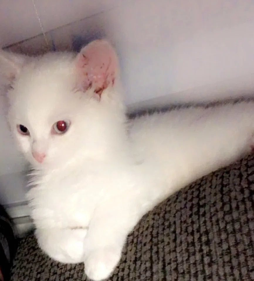 Lost cat in Dalton, GA, 30721