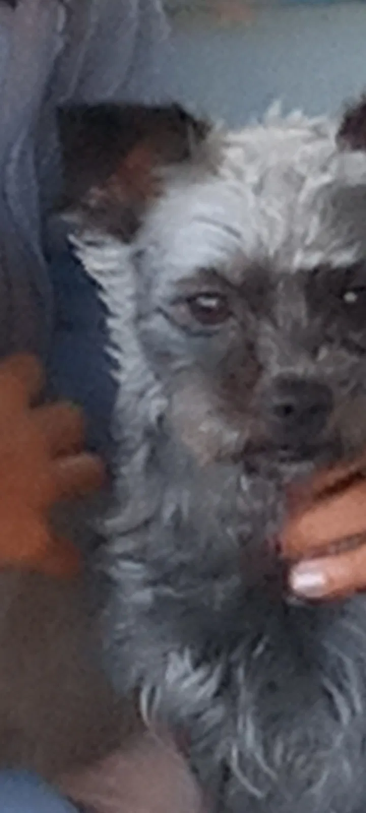 Lost dog in Antioch, CA, 94509