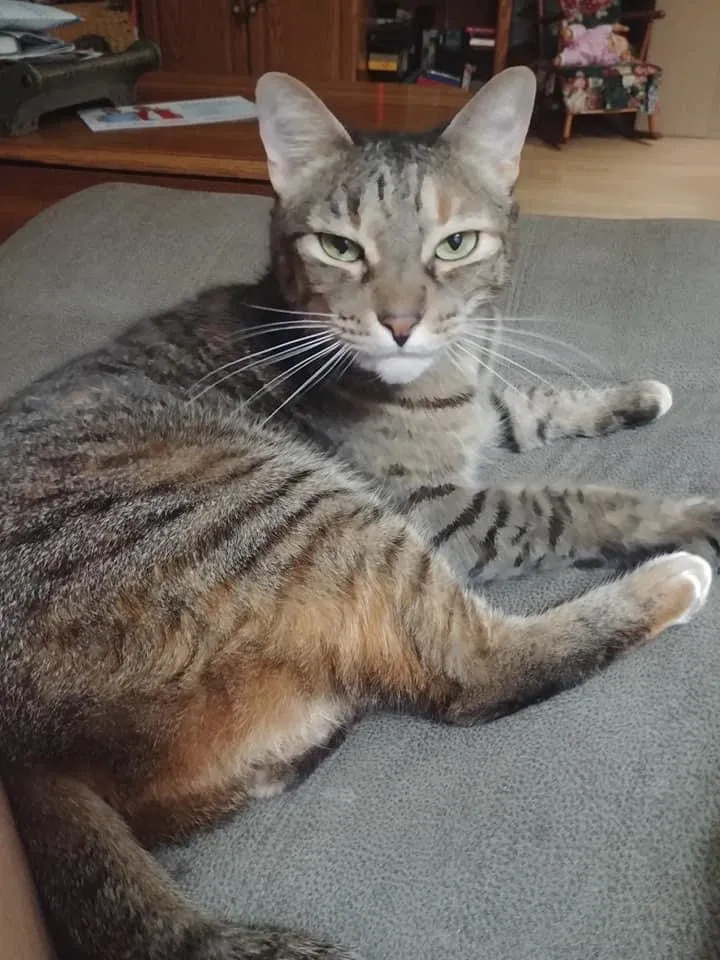 Lost cat in Jacksonville Beach, FL, 32250