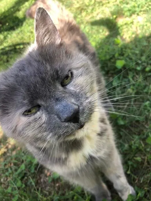 Lost cat in Towson, MD, 21286