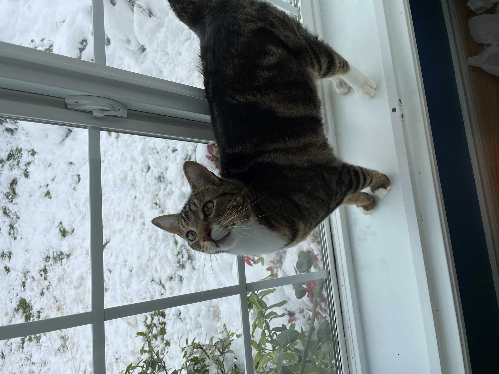 Lost cat in Salem, OR, 97306