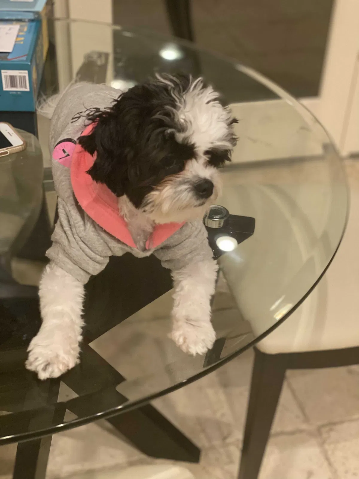 Lost dog in Hopkins, MN, 55305