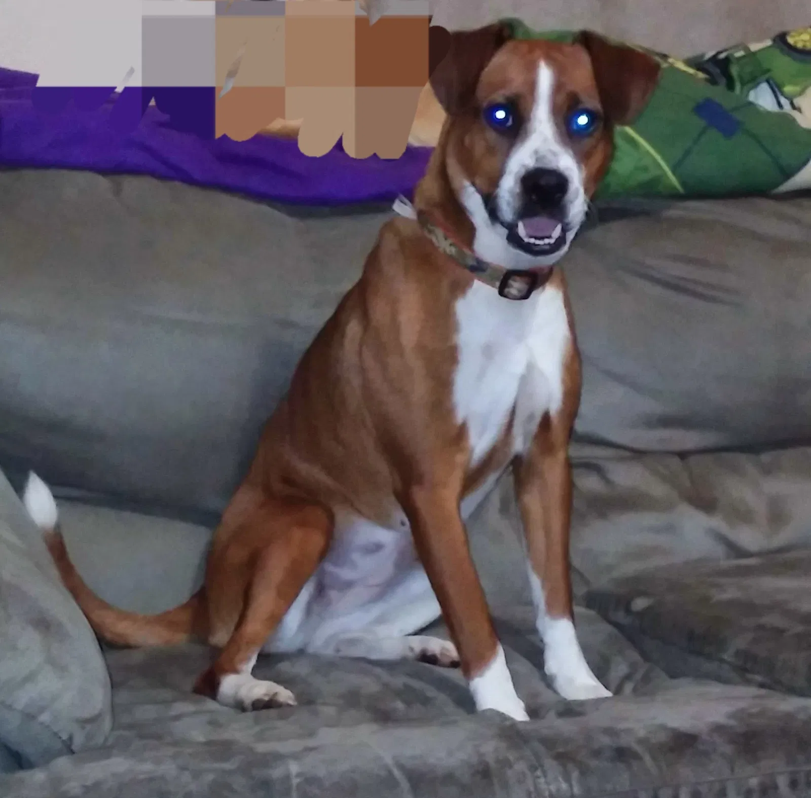 Lost dog in York, SC, 29745