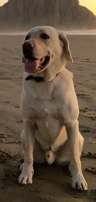 Lost dog in Madera, CA, 93636