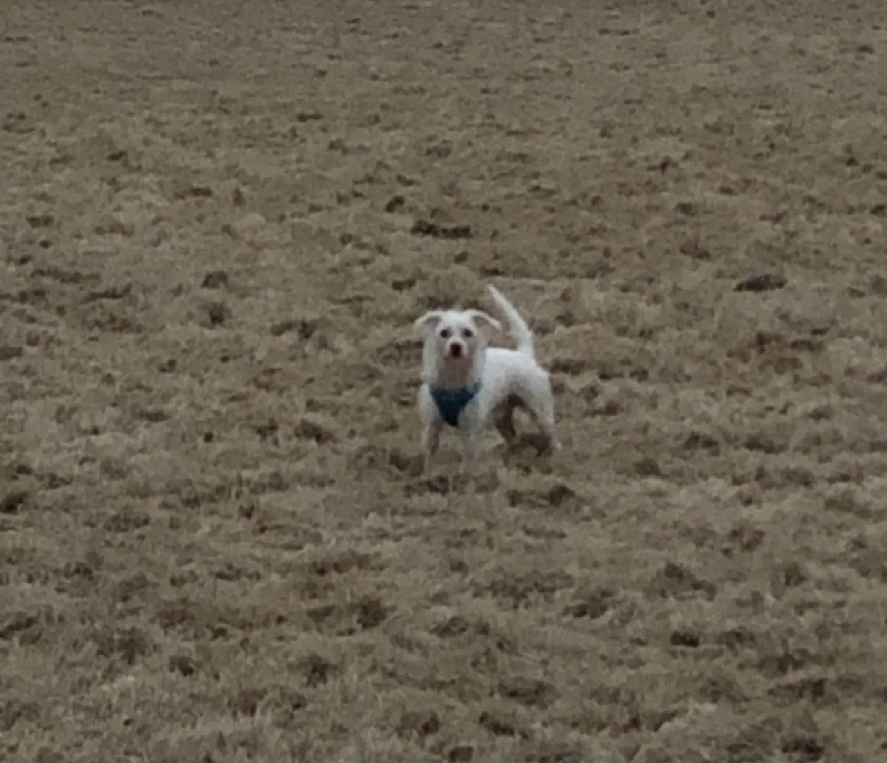 Lost dog in Austell, GA, 30106