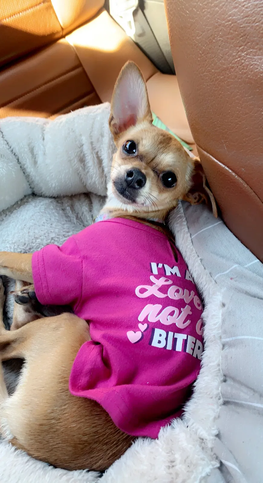 Lost dog in Phoenix, AZ, 85021