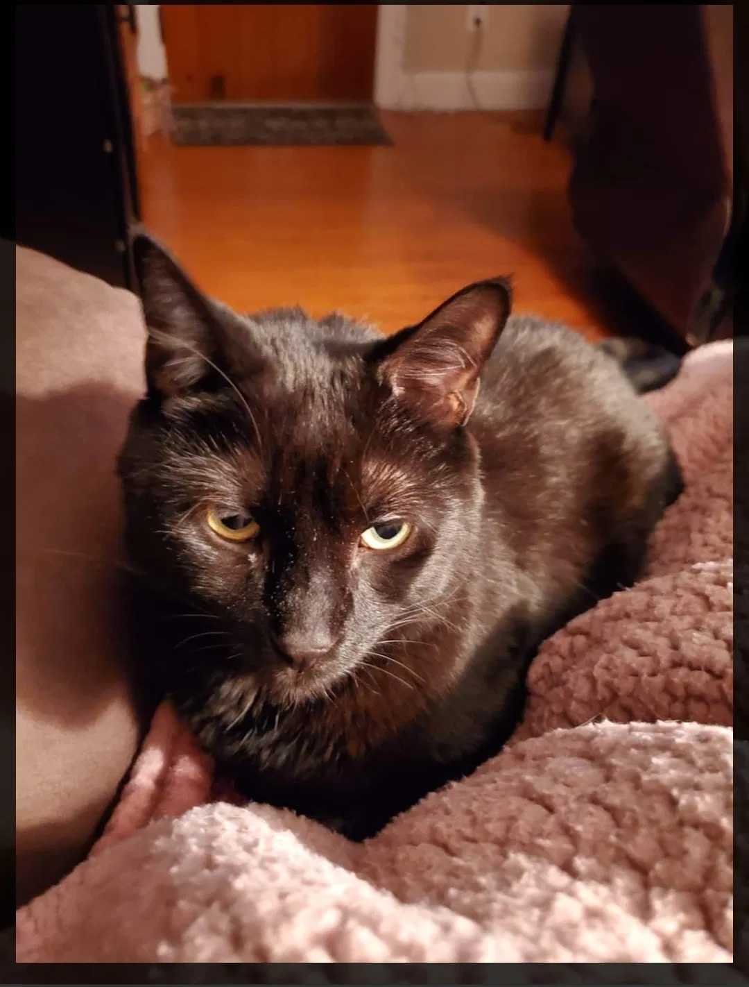 Lost cat in Pottstown, PA, 19464