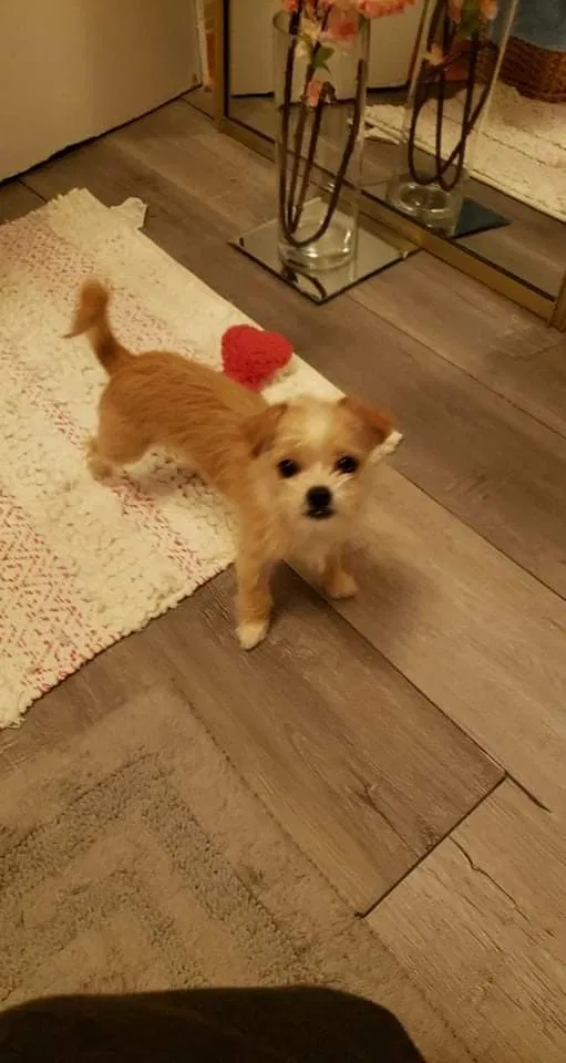 Lost dog in Waco, TX, 76706