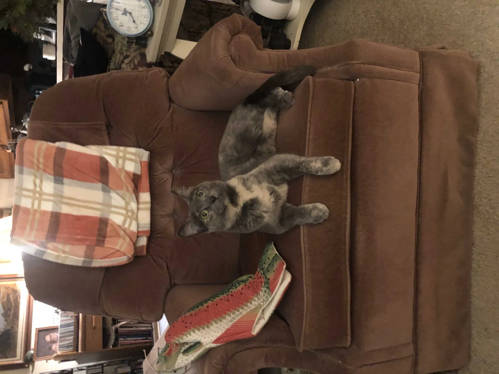 Missing Cat