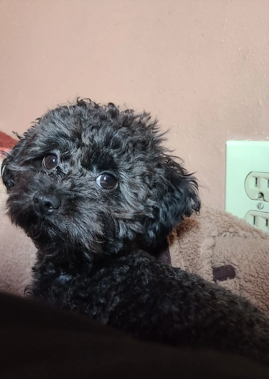 Lost dog in Stockton, CA, 95206