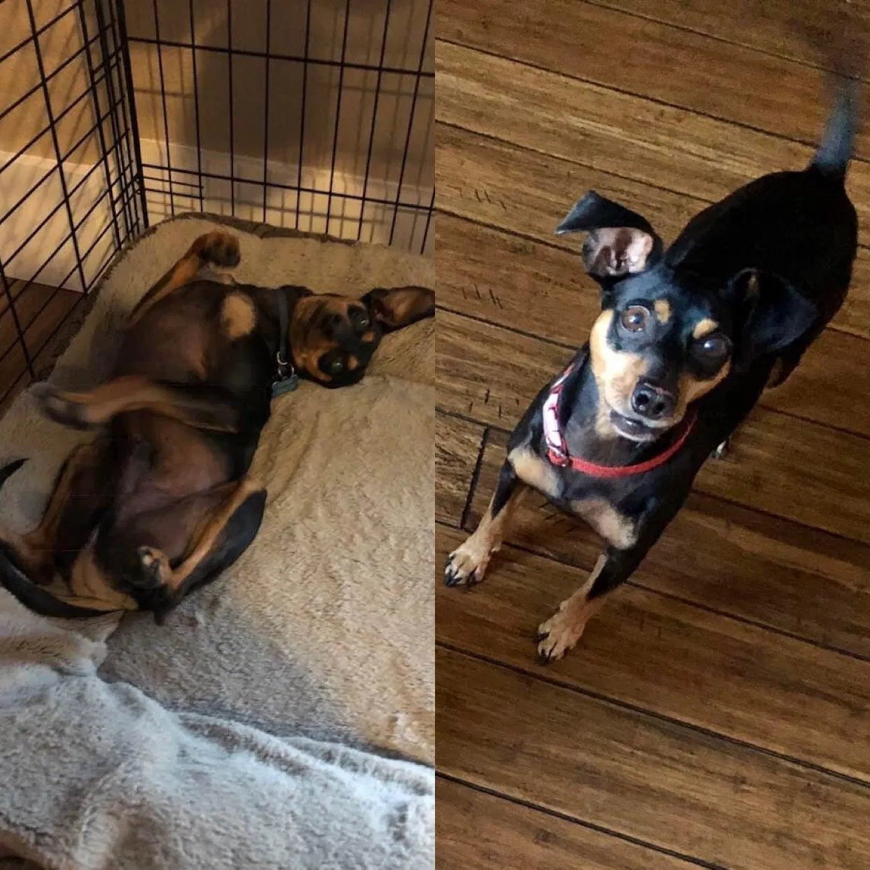 Lost dog in Winchester, CA, 92596