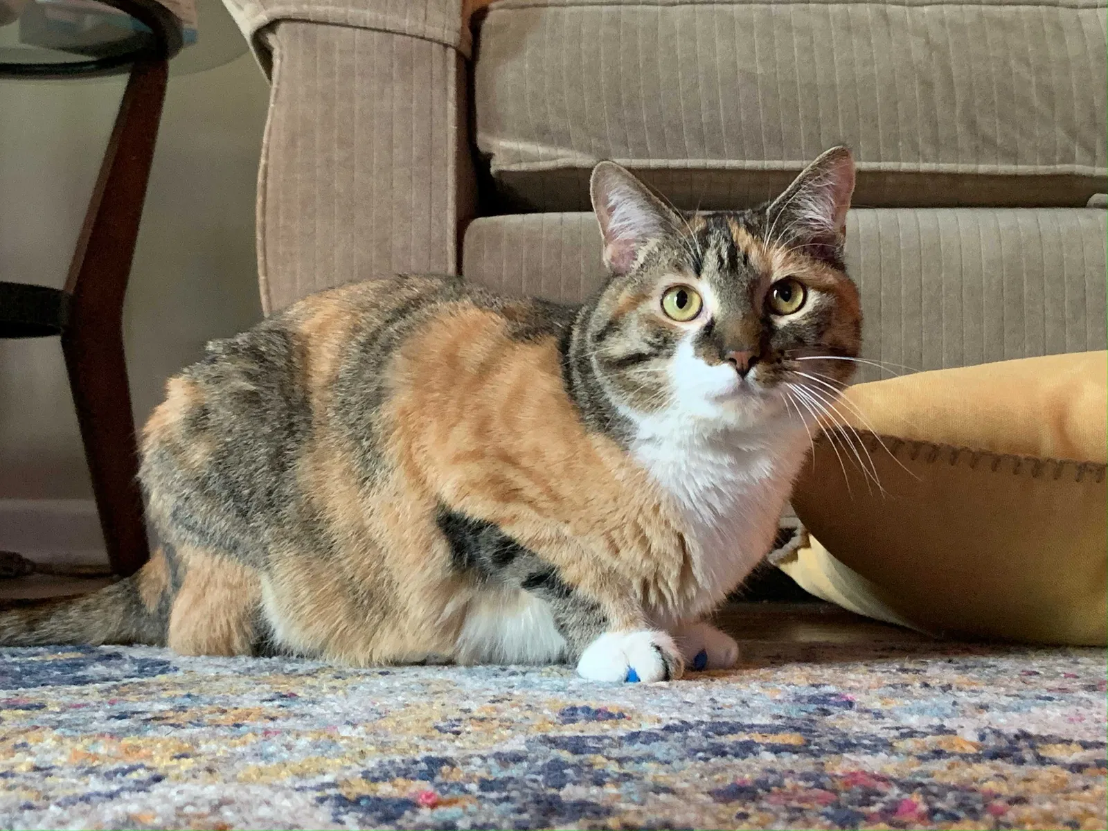 Lost cat in Tulsa, OK, 74114