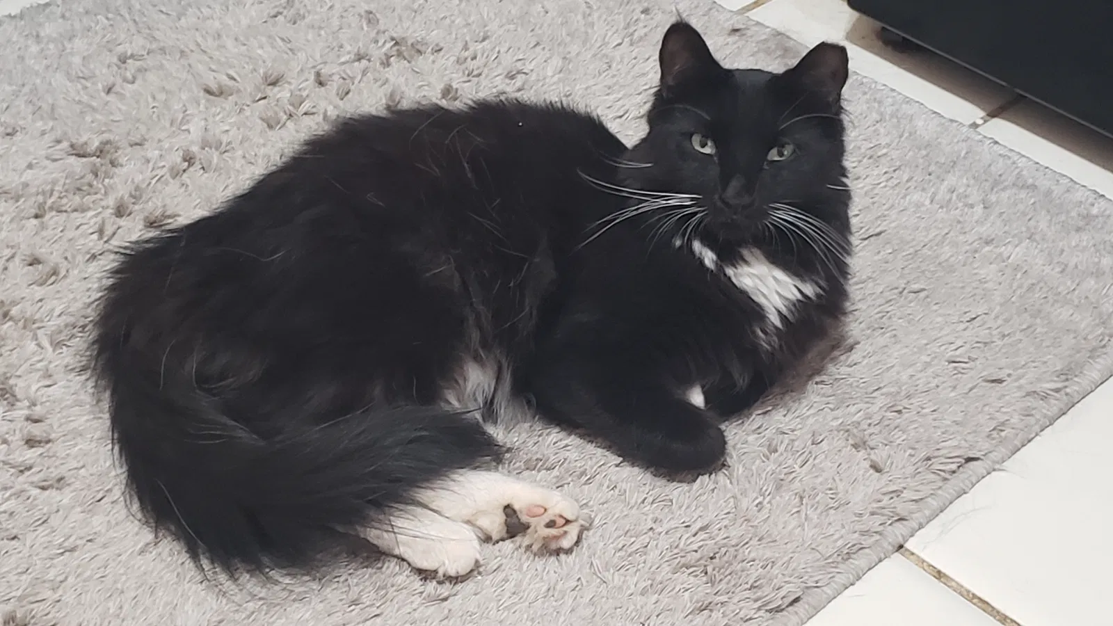 Lost cat in Chandler, AZ, 85224