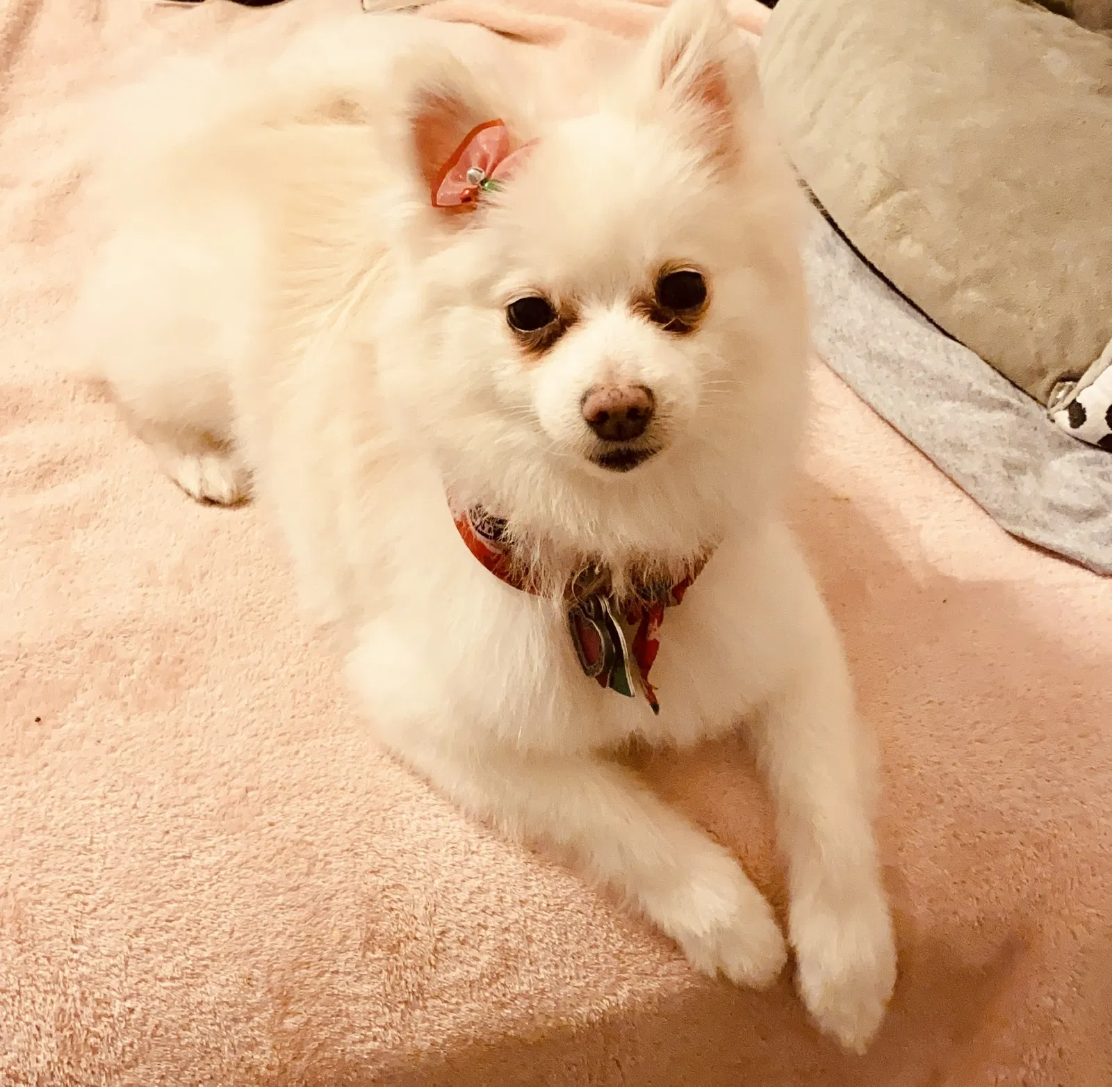 Lost dog in Land O Lakes, FL, 34638