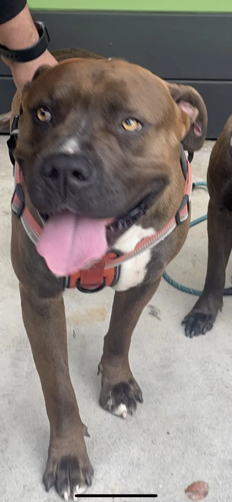 Lost dog in Los Angeles, CA, 90026