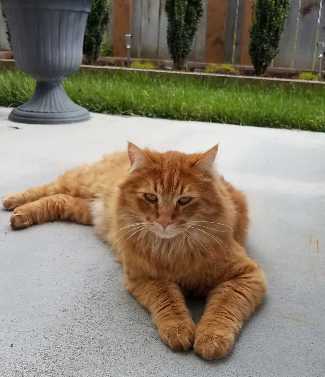 Lost cat in Nampa, ID, 83651
