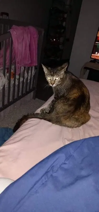 Lost cat in Tampa, FL, 33613