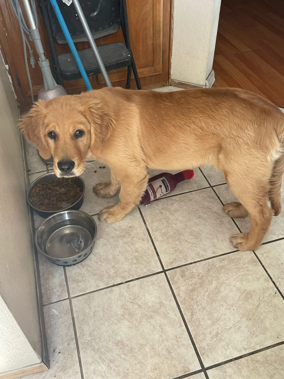 Lost dog in San Diego, CA, 92154