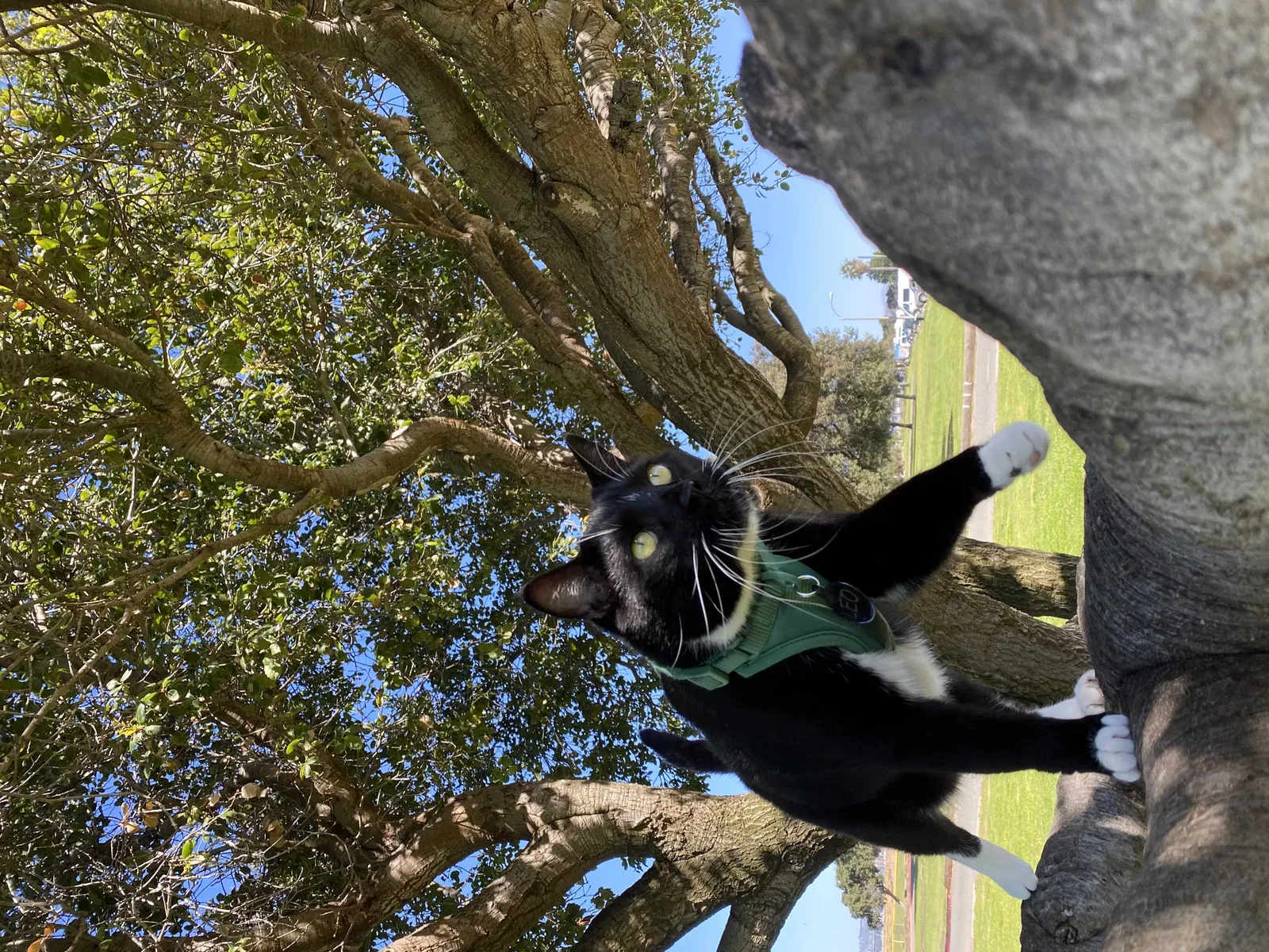 Lost cat in San Diego, CA, 92106