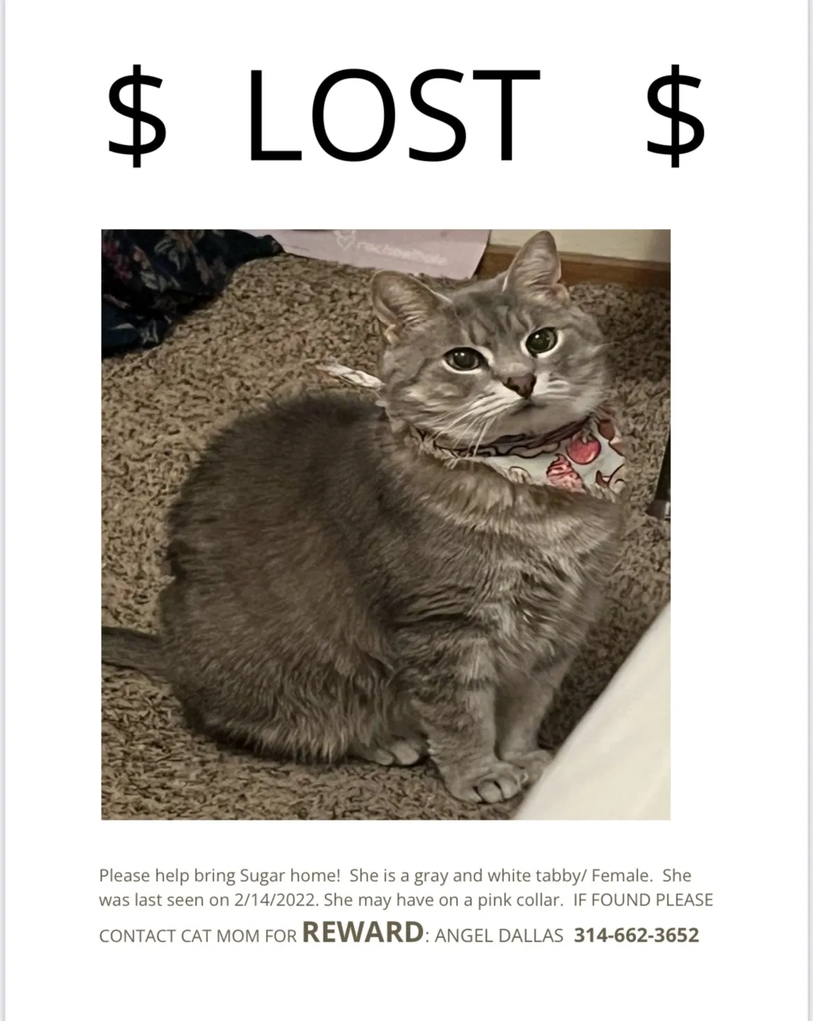 Lost cat in Florissant, MO, 63031