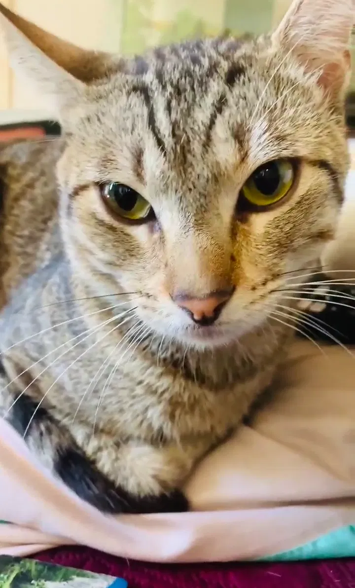 Lost cat in National City, CA, 91950