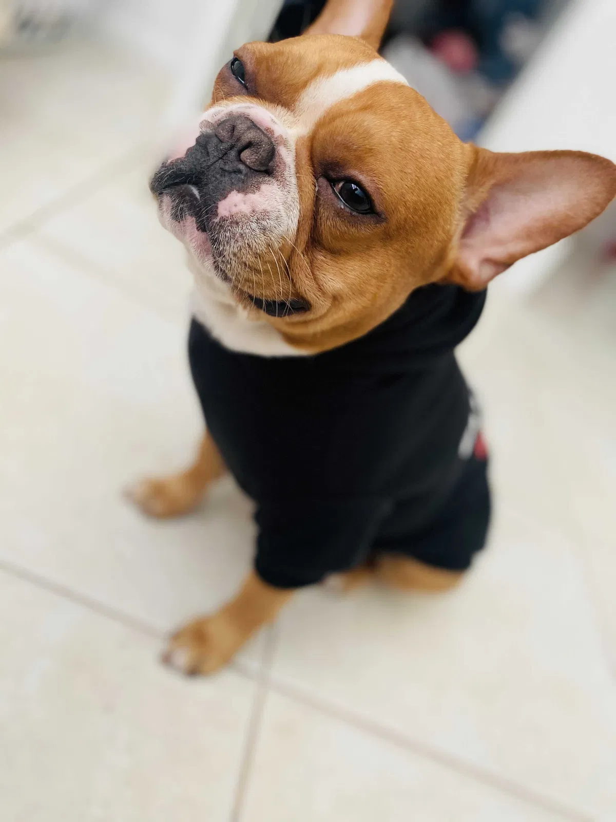 Lost dog in Orlando, FL, 32805