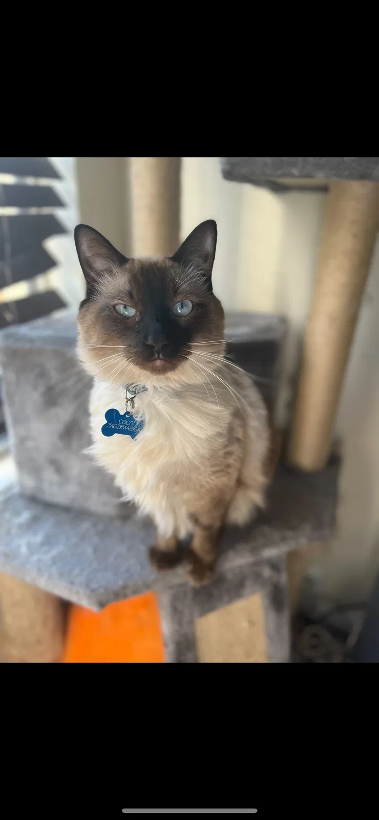 Lost cat in San Diego, CA, 92109
