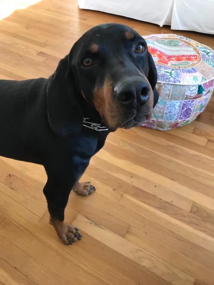 Found dog in Scottdale, GA, 30079
