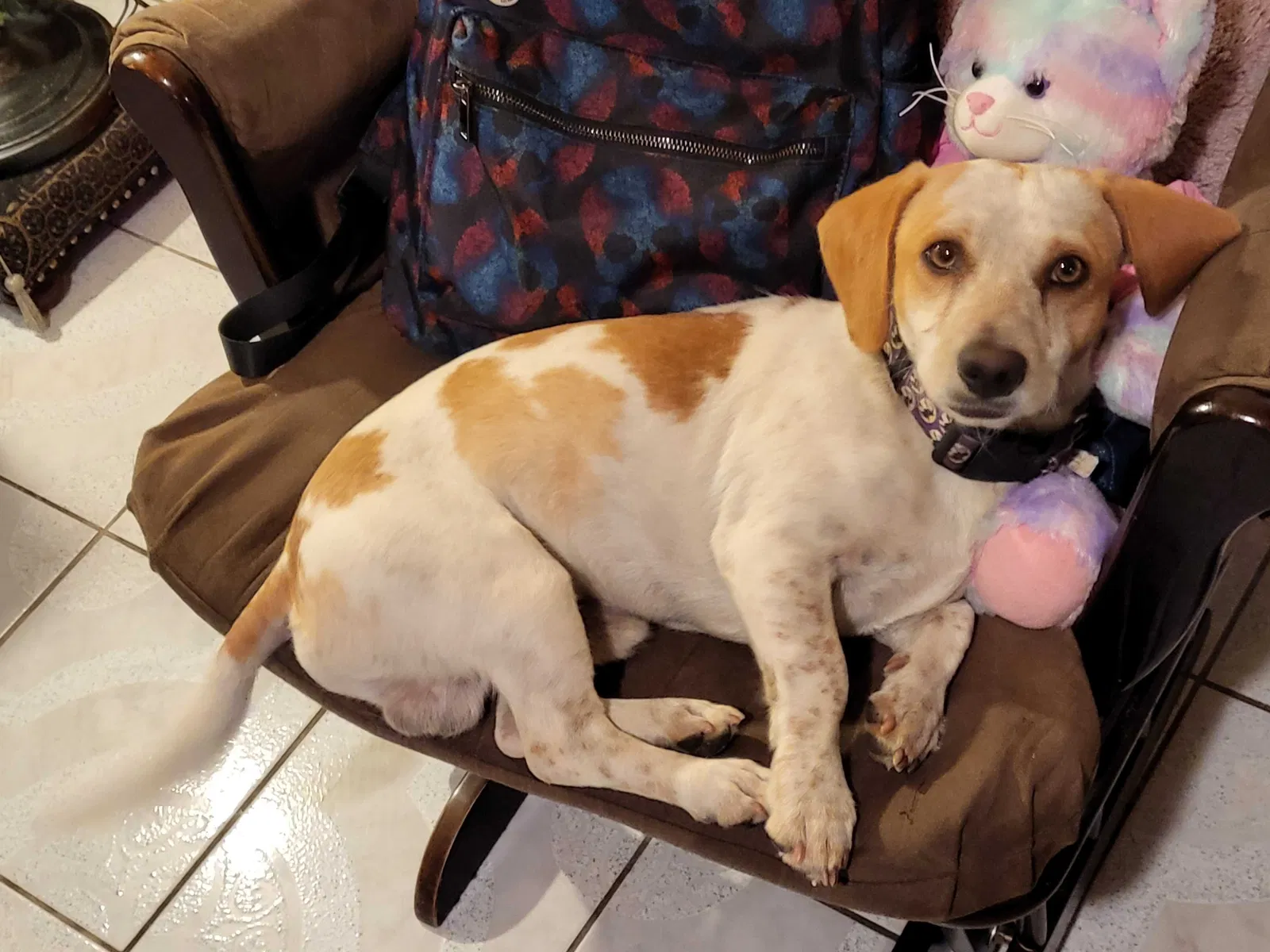 Lost dog in Perris, CA, 92571