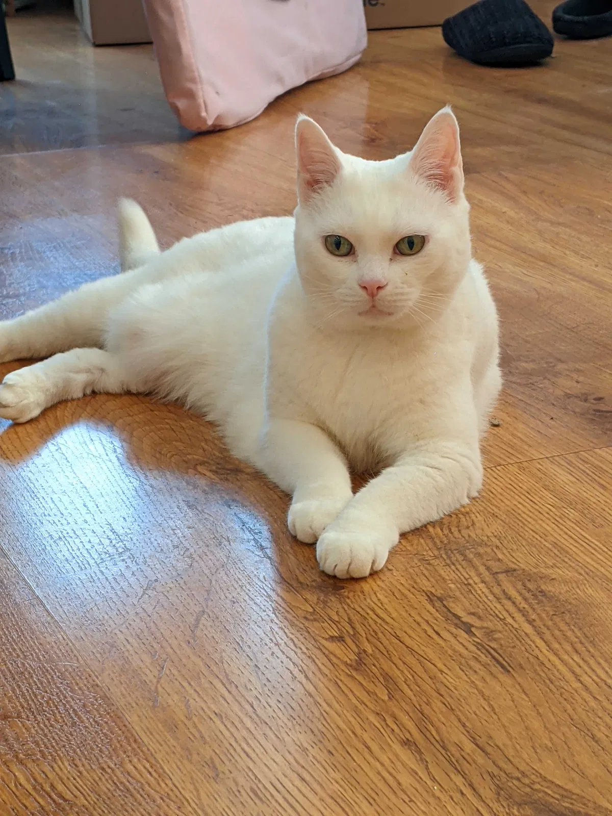 Lost cat in Enumclaw, WA, 98022