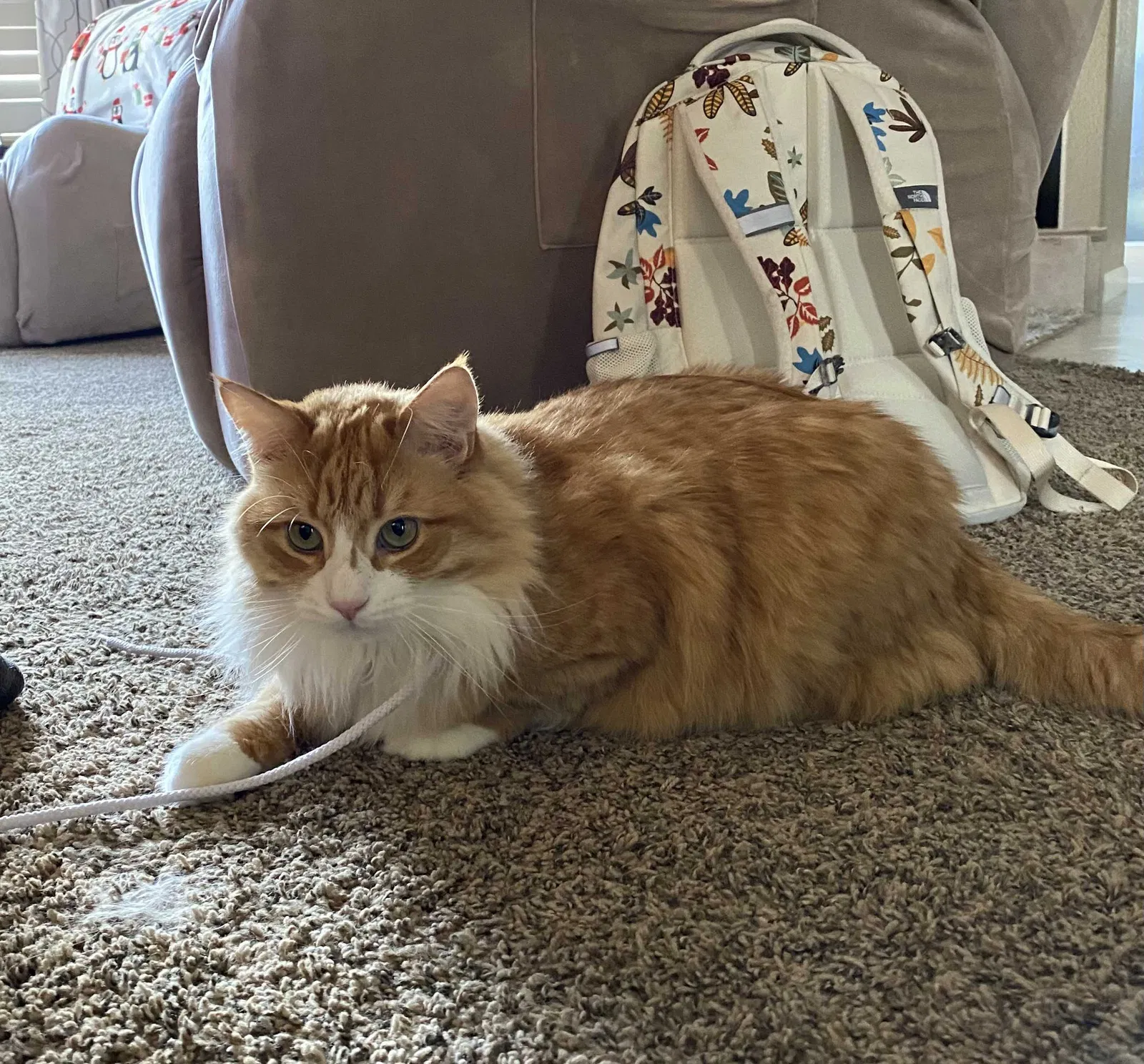 Lost cat in Sparks, NV, 89436