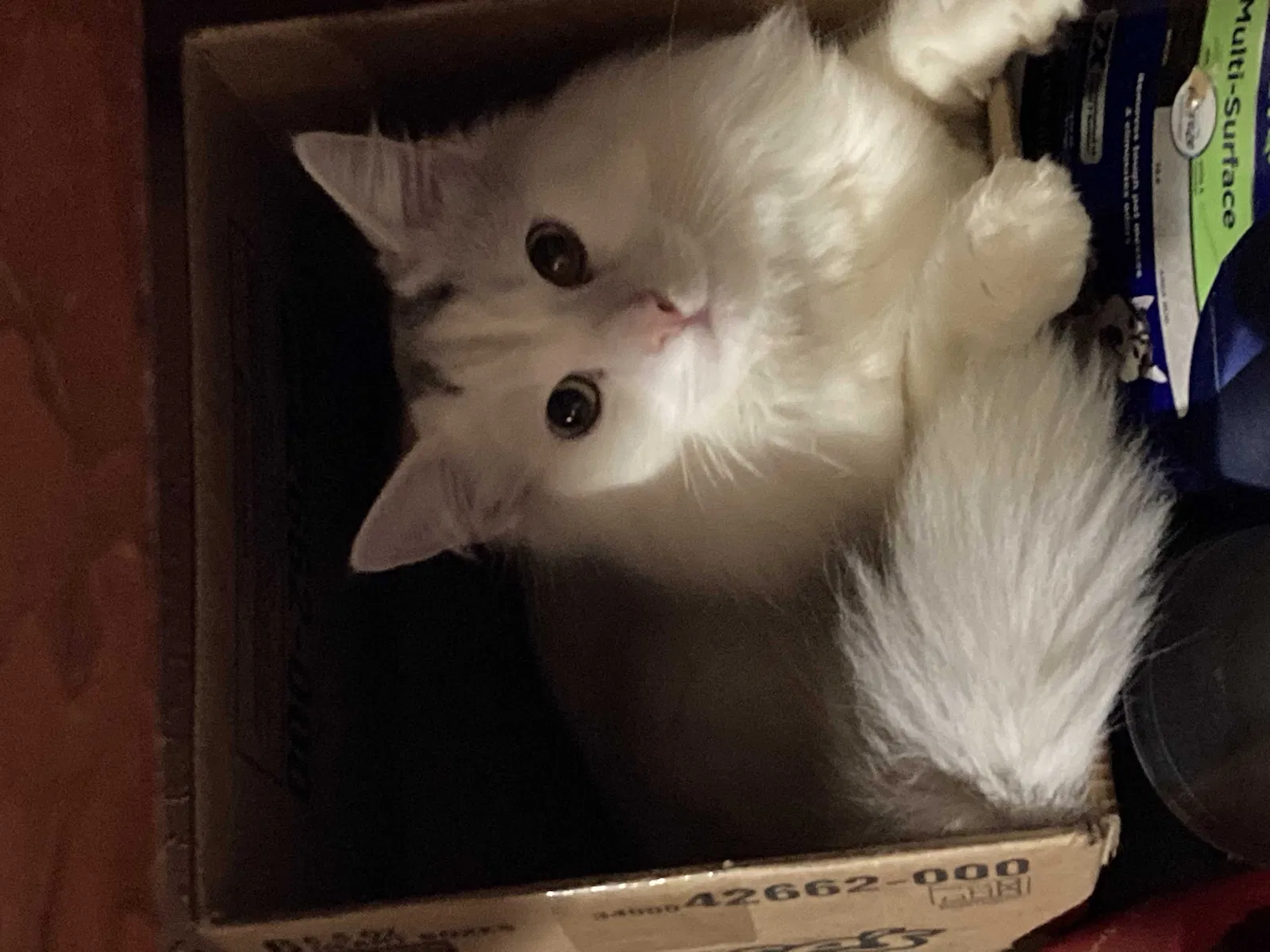 Lost cat in Somers Point, NJ, 8244