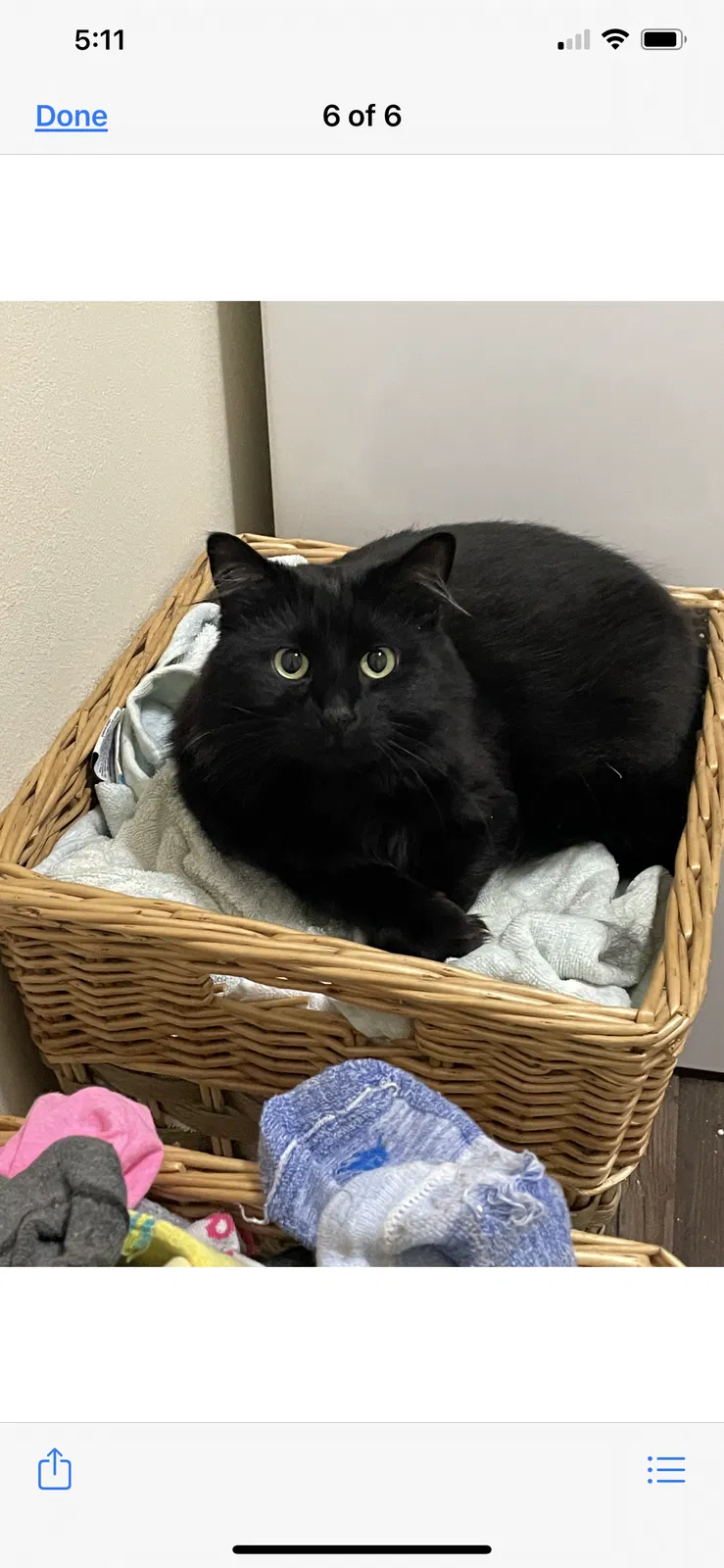 Lost cat in Fairhope, AL, 36532