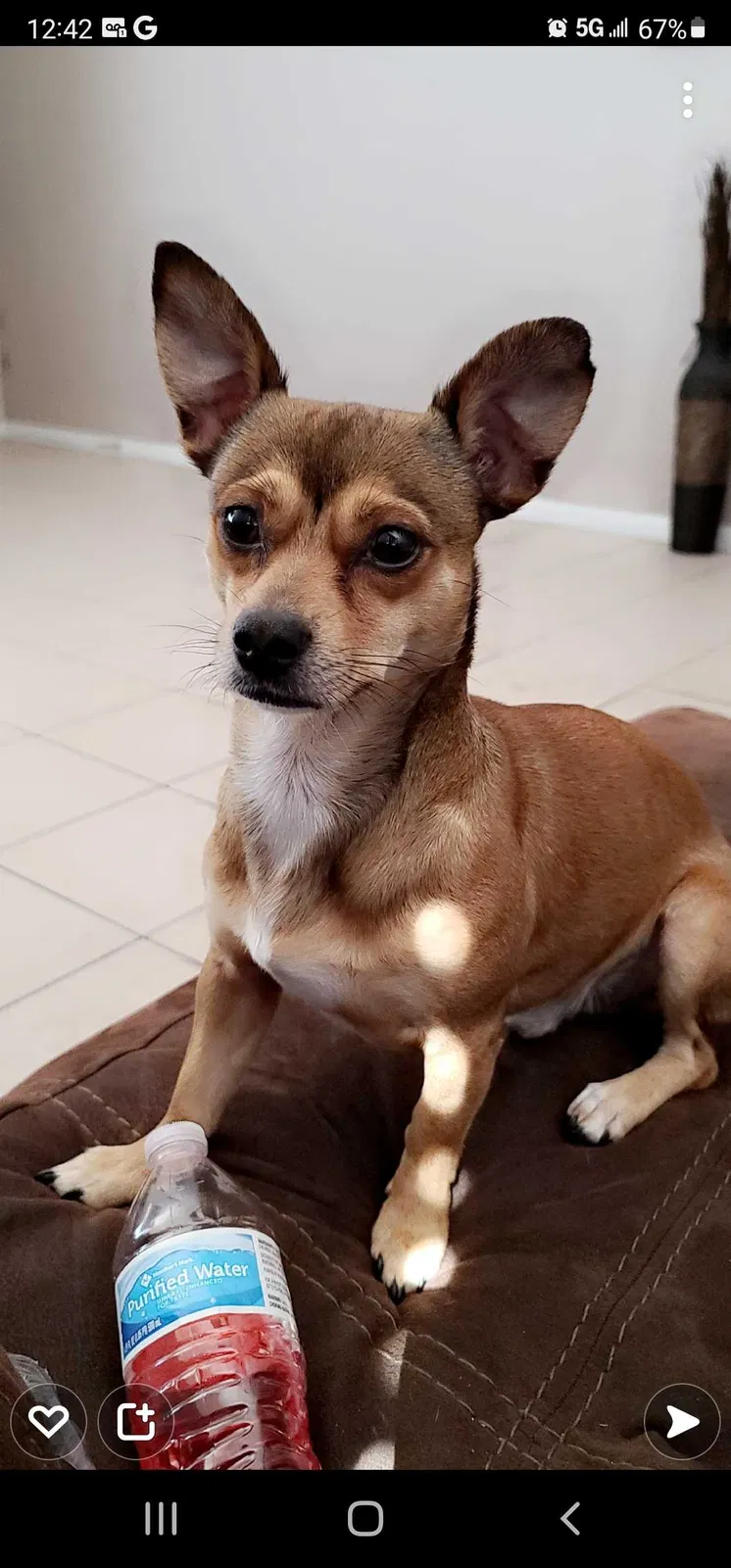 Lost dog in Las Vegas, NV, 89110