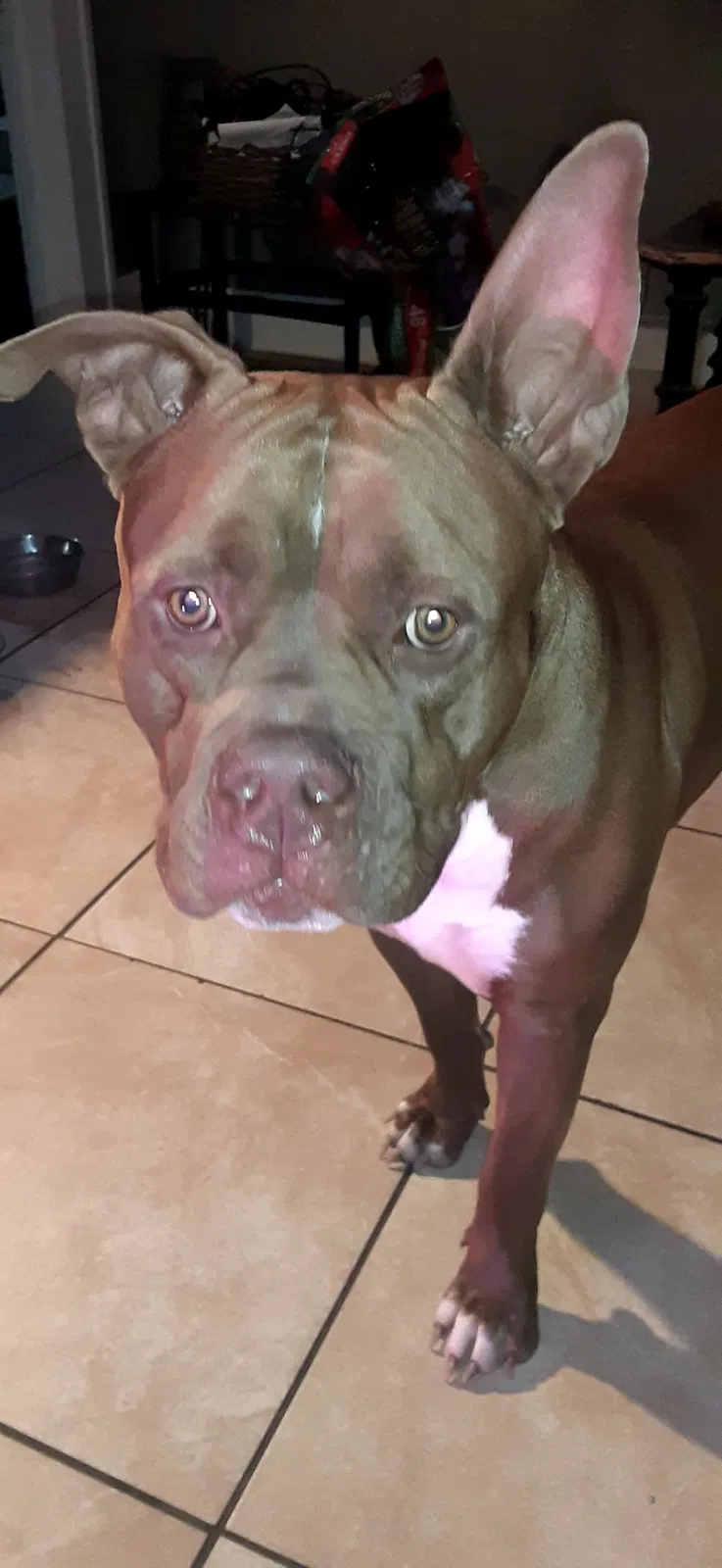Lost dog in Oklahoma City, OK, 73117