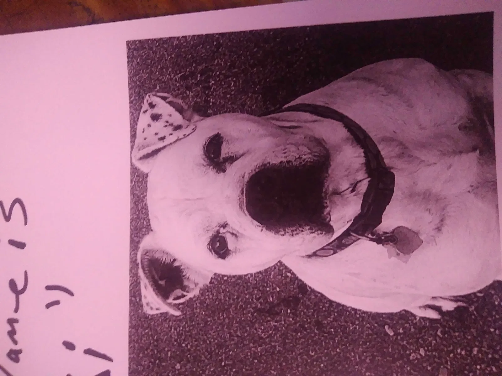 Lost dog in Cleveland, TN, 37311