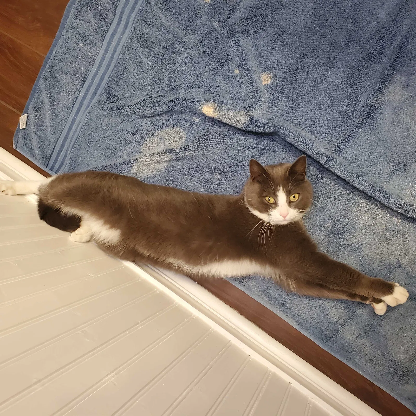 Lost cat in Nottingham, MD, 21236