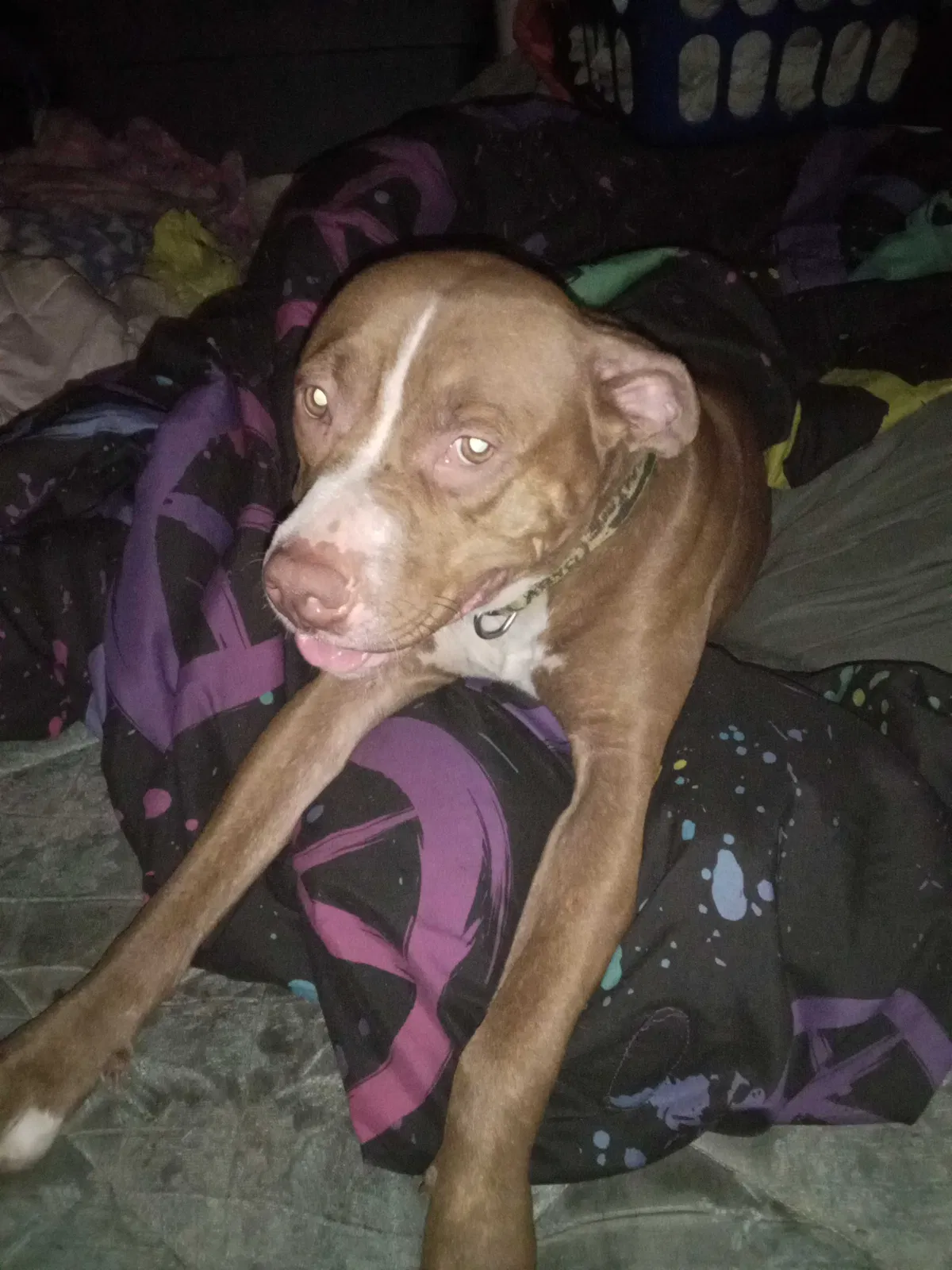 Found dog in Battle Creek, MI, 49015