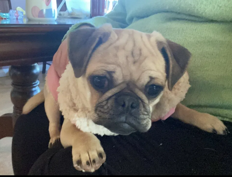 Lost dog in Campo, CA, 91906