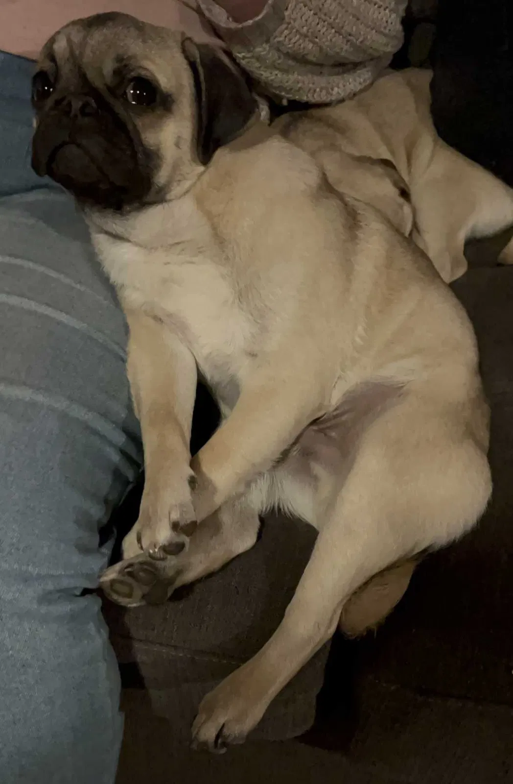 Lost dog in Campo, CA, 91906