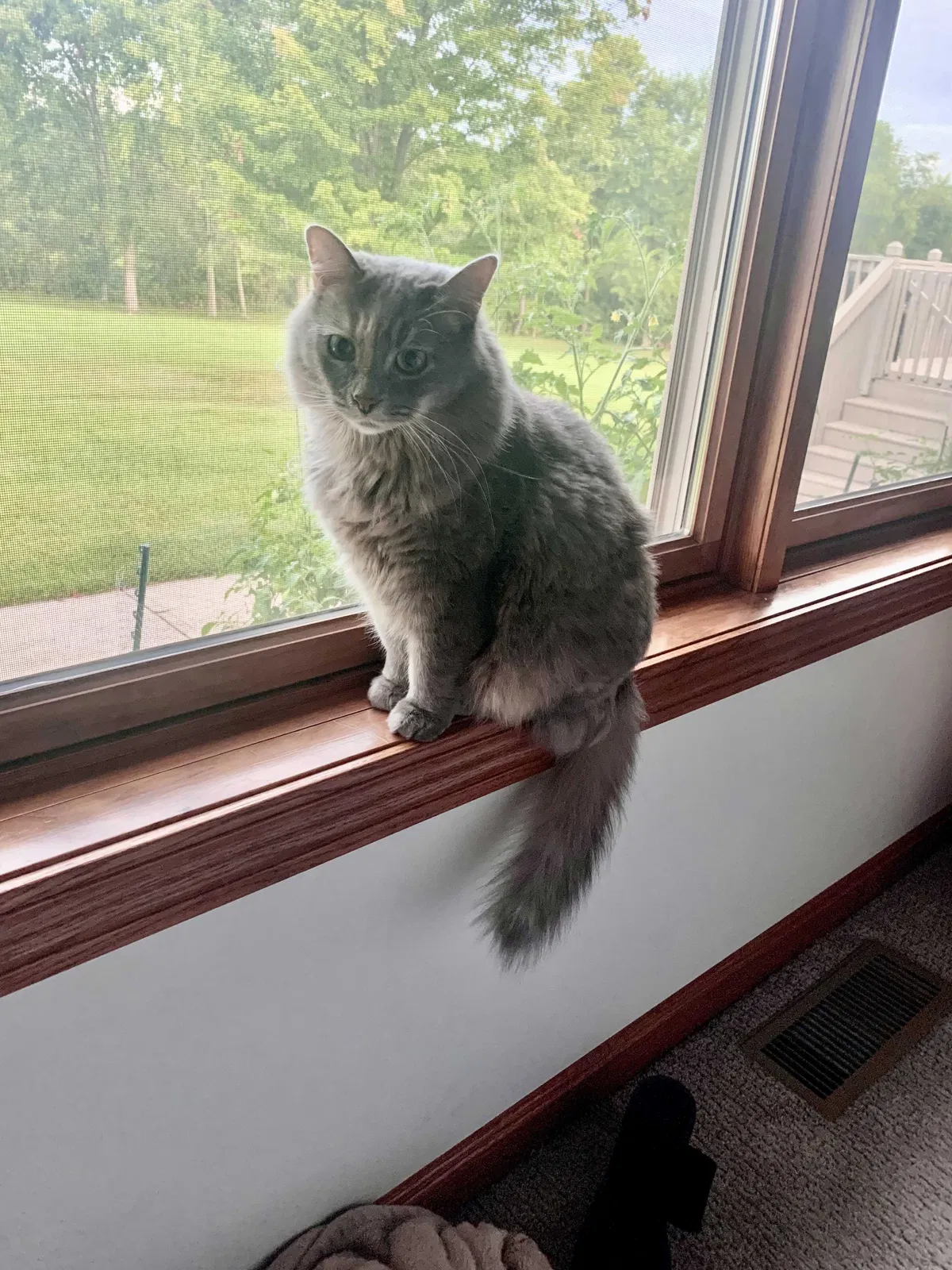 Lost cat in Bellefontaine, OH, 43311