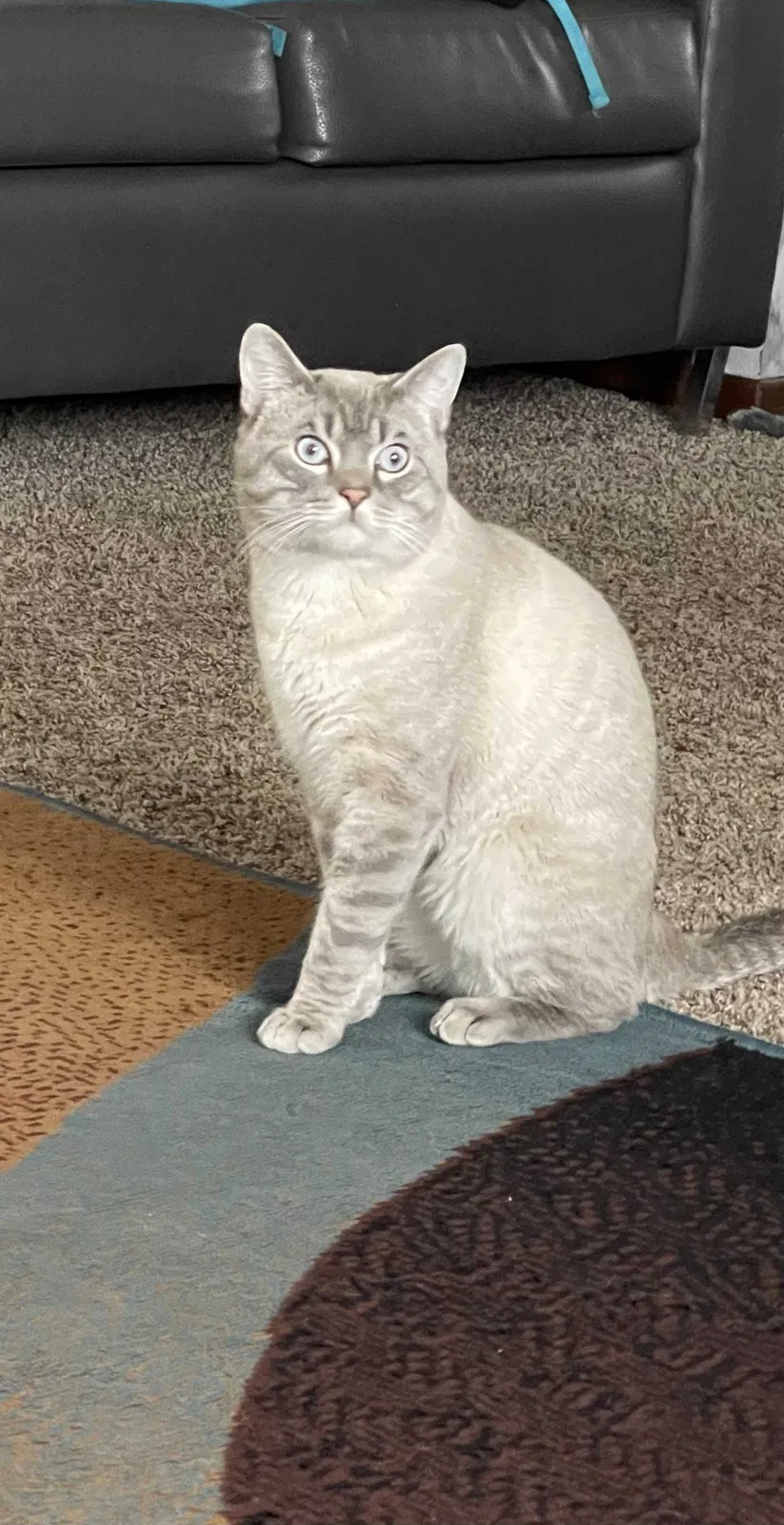 Lost cat in Fort Collins, CO, 80525