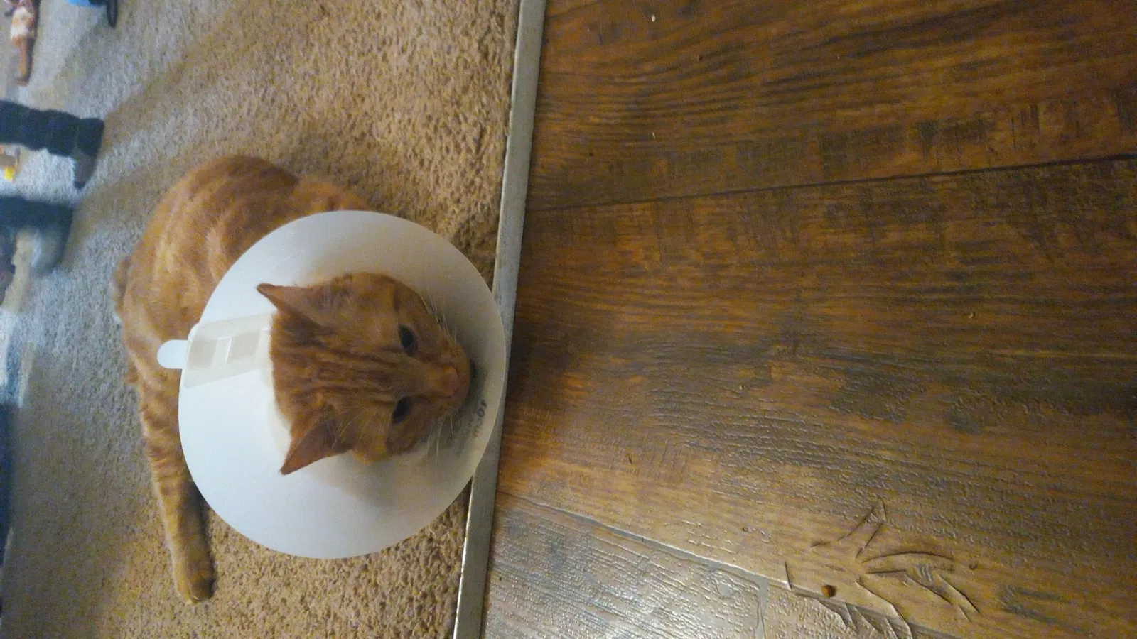 Lost cat in Nashville, TN, 37211