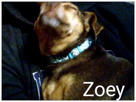 Lost dog in Abilene, TX, 79601