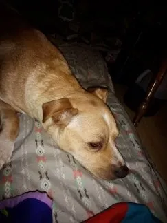 Lost dog in Indianapolis, IN, 46201