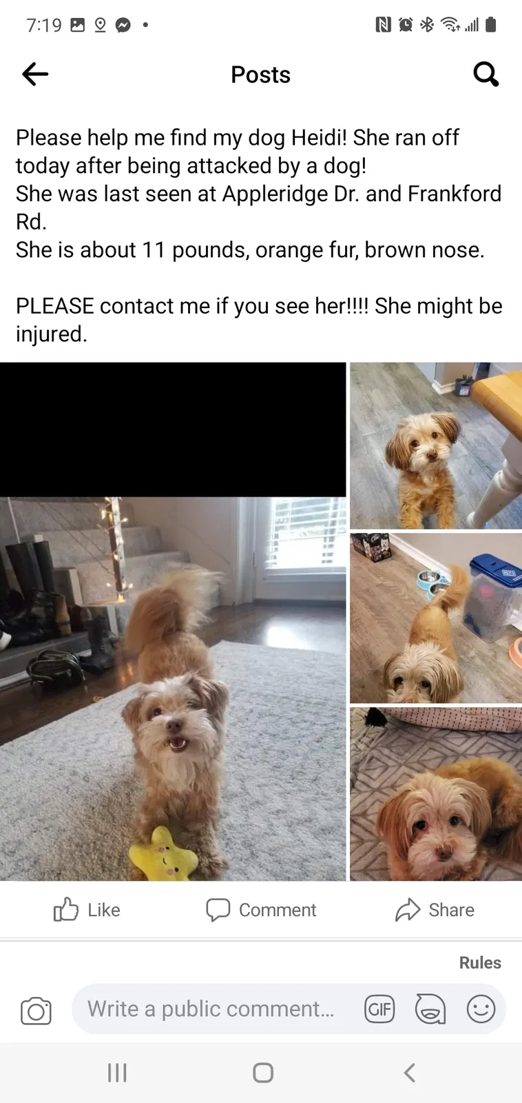 Lost dog in Dallas, TX, 75287