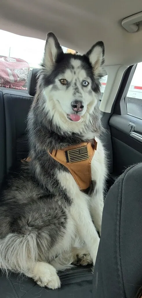 Lost dog in Aurora, CO, 80019